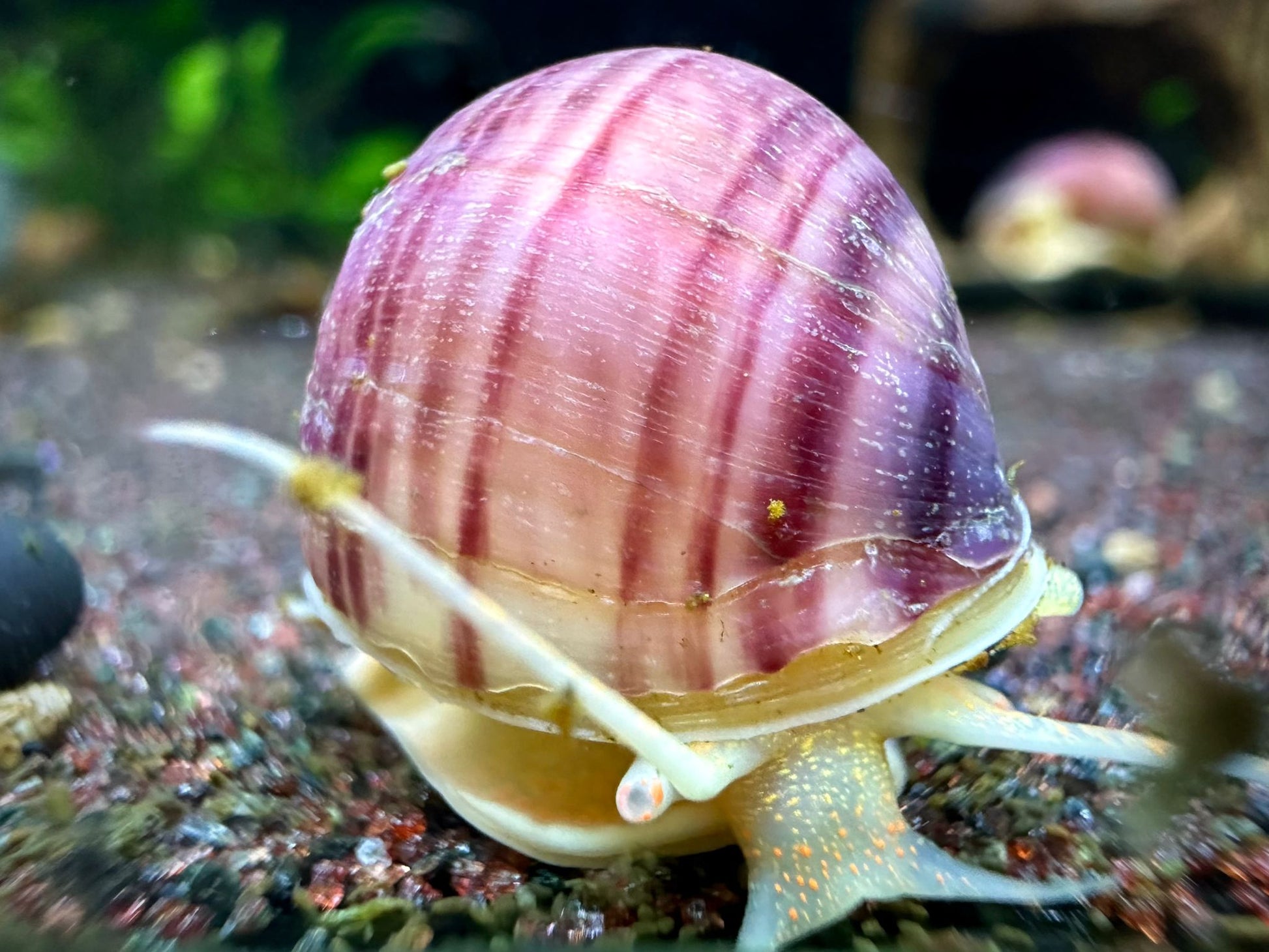Pomacea Bridgesii by ivenbetta