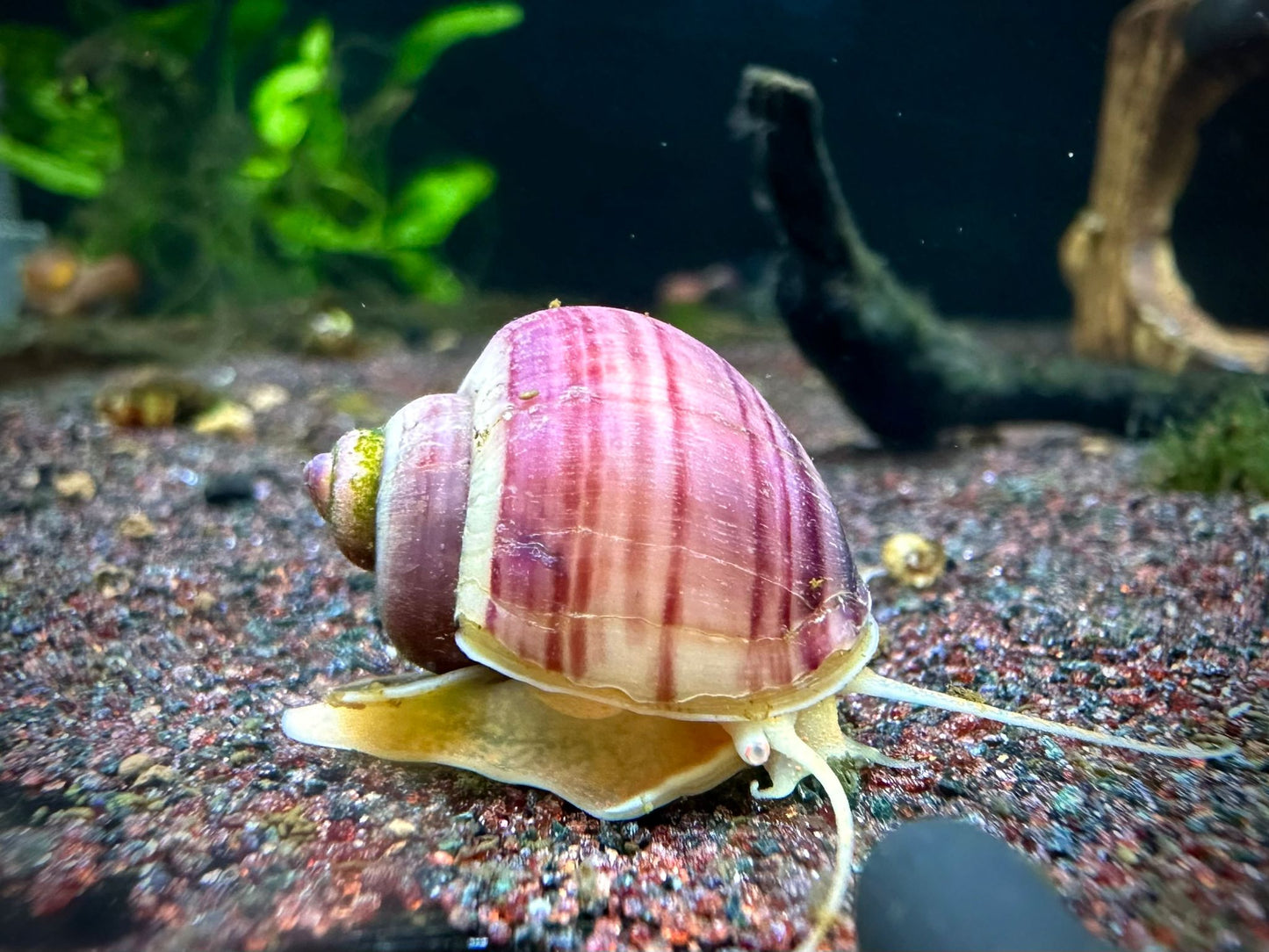 Pomacea Bridgesii by ivenbetta