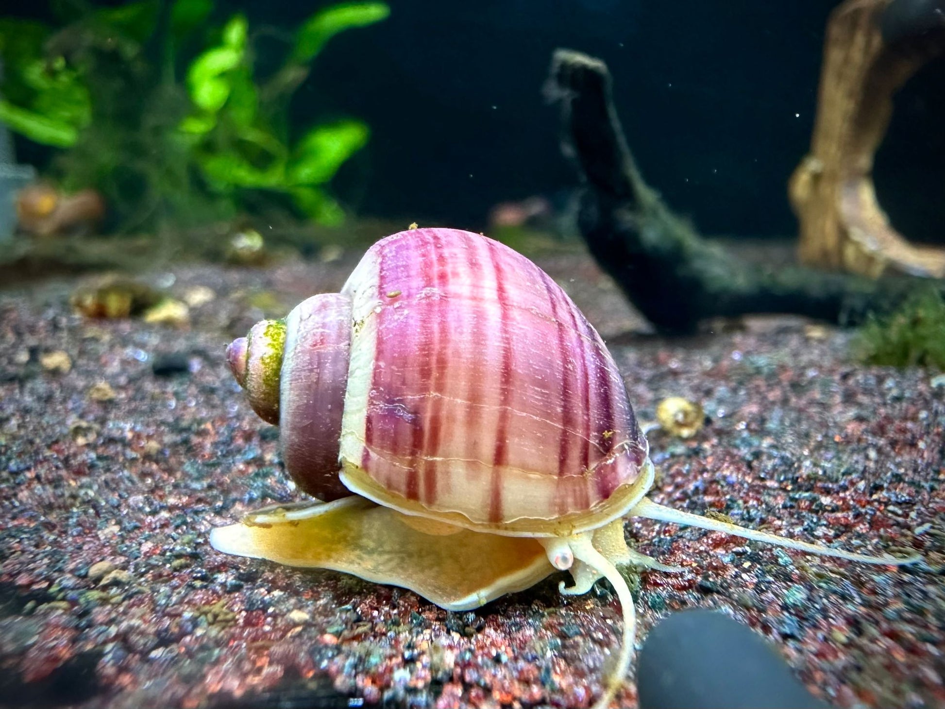 Pomacea Bridgesii by ivenbetta