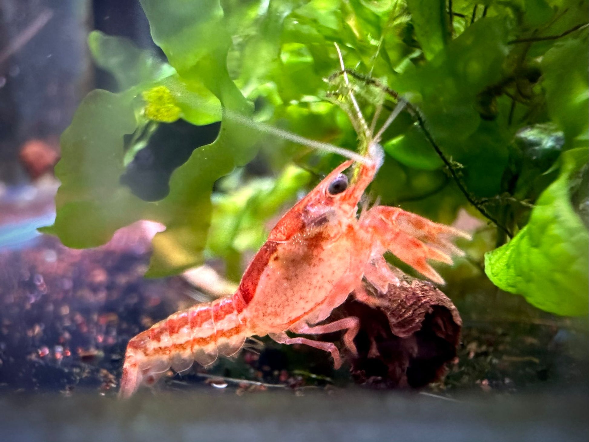 Cambarellus Patzcuarensis by Iven Betta