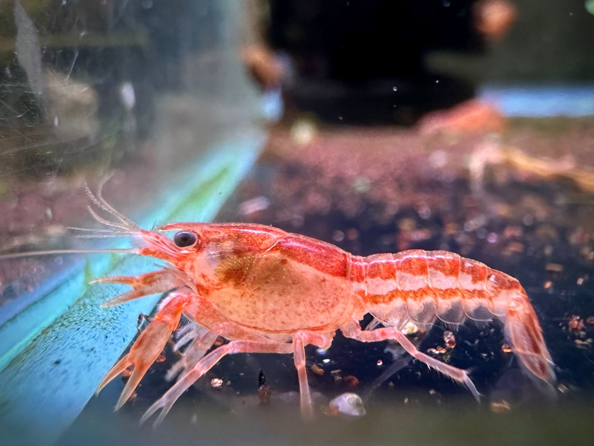 Cambarellus Patzcuarensis by Iven Betta