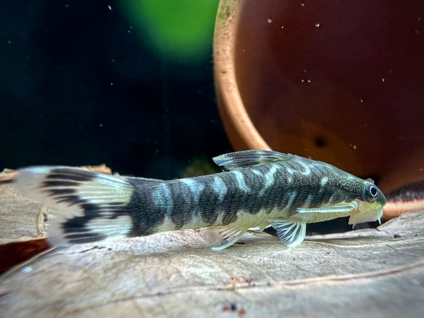 Otocinclus Cocama by Iven Betta
