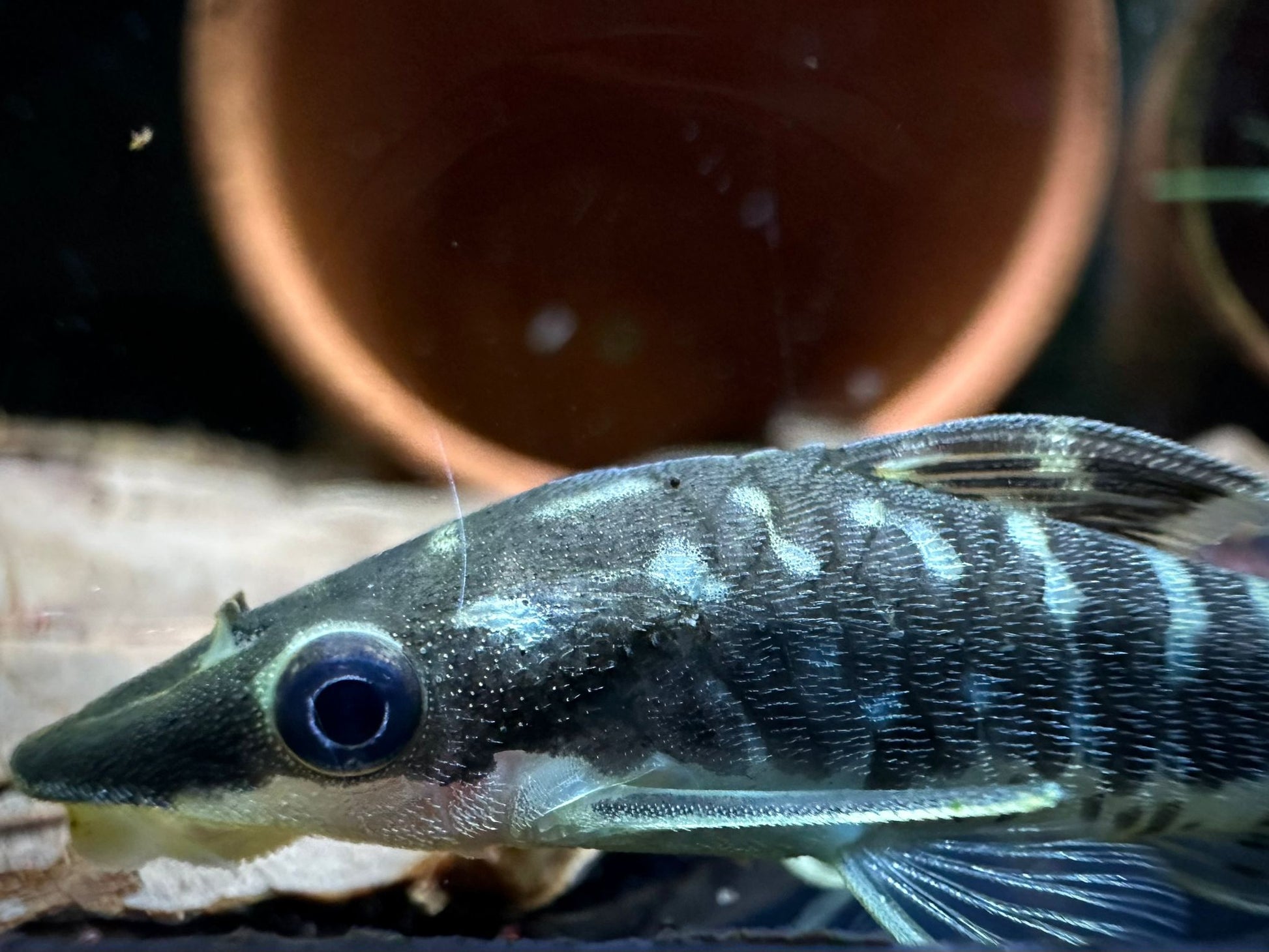 Otocinclus Cocama by Iven Betta