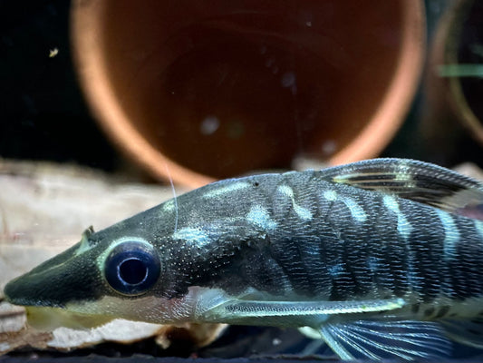 Otocinclus Cocama by Iven Betta