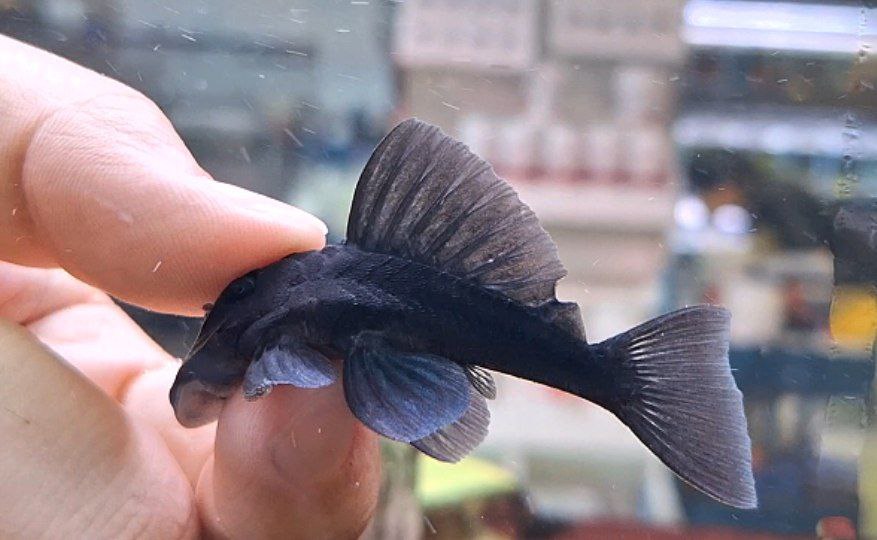 Baryancistrus Beggini L239 by Iven Betta