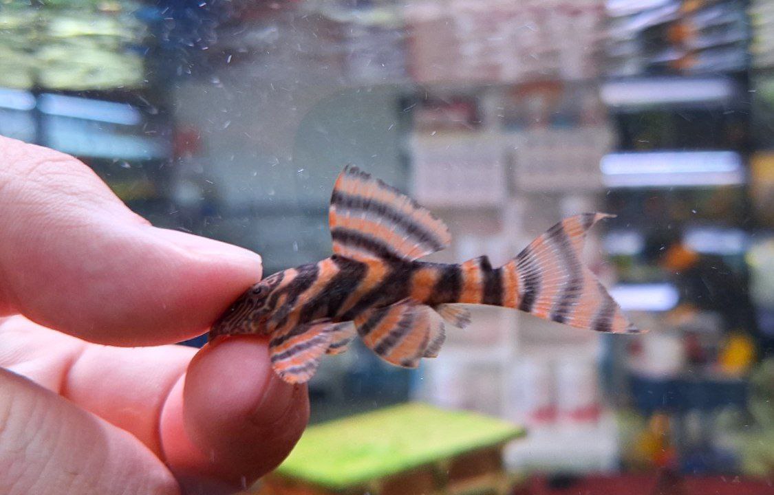Panaqolus sp. L397 by Iven Betta