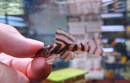 Panaqolus sp. L397 by Iven Betta