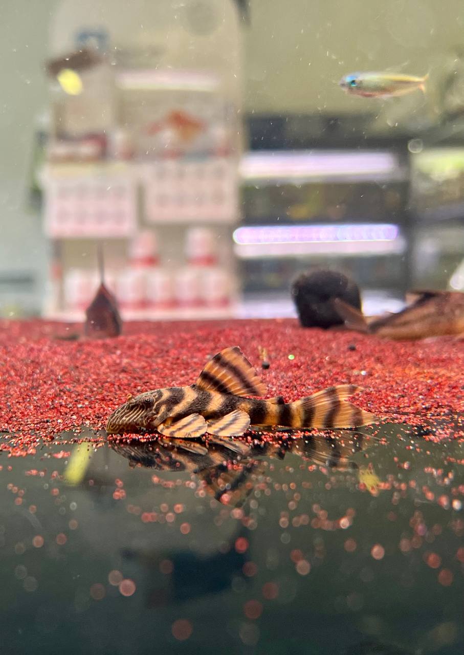 Panaqolus sp. L397 by Iven Betta