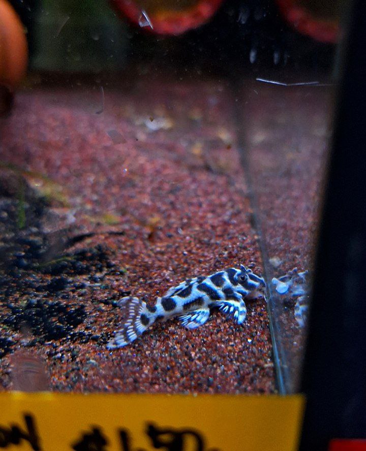 Hypancistrus sp. L333 by Iven Betta