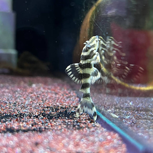Peckoltia Compta L134 by Iven Betta