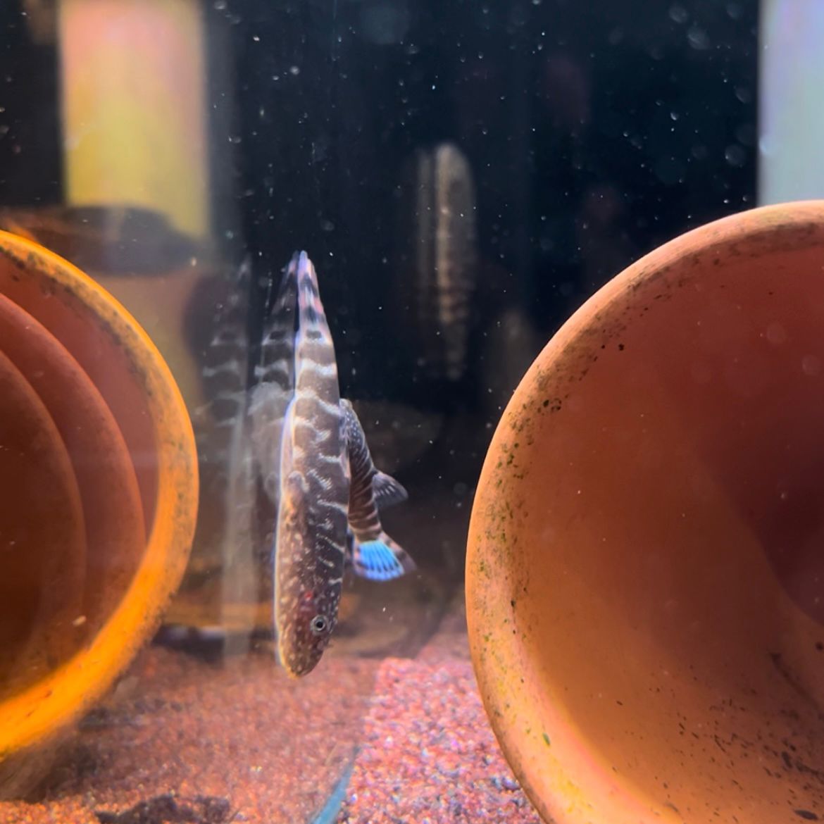Gastromyzon sp. Blue Borneo by Iven Betta