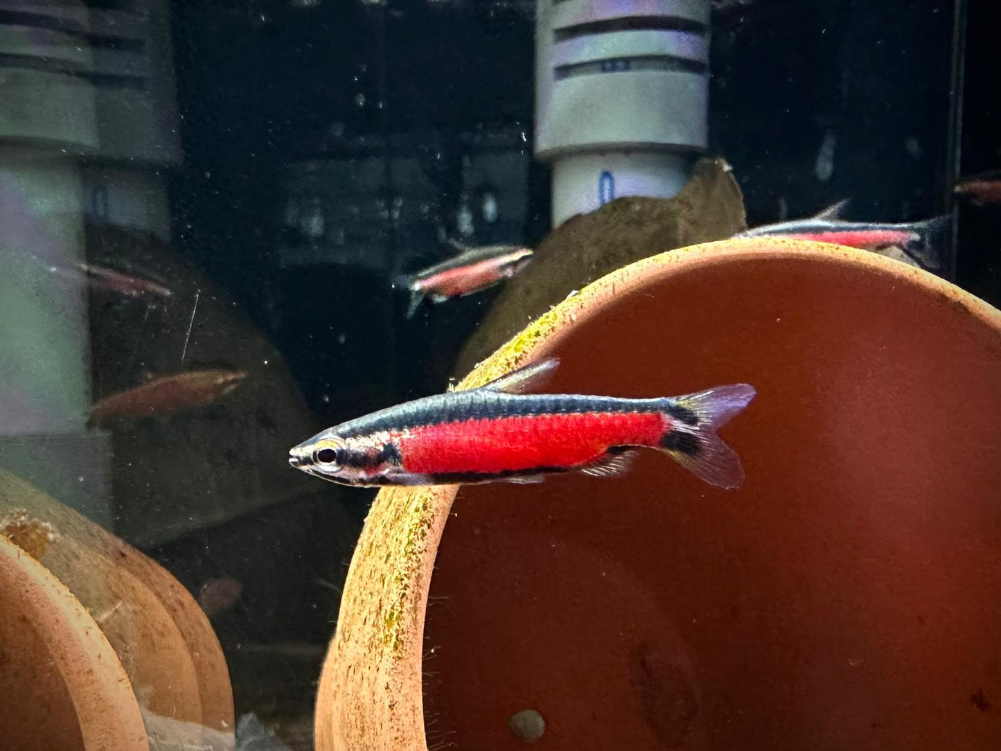 Nannostomus sp. ‘Super Red Cenepa’ by Iven Betta