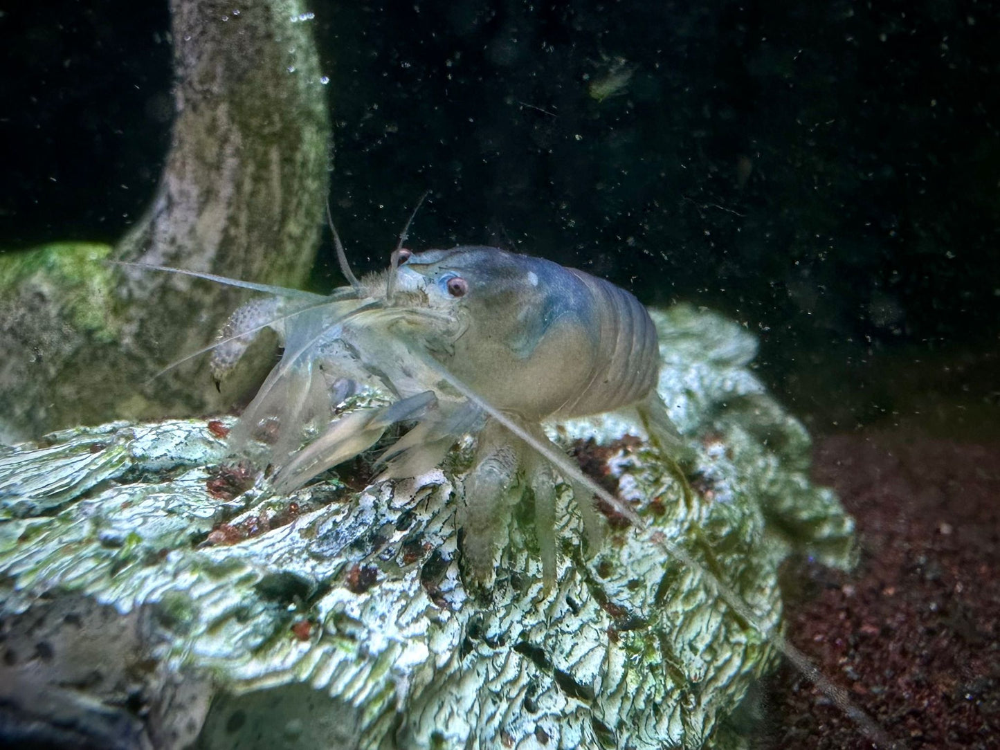 Atya Gabonensis by ivenbetta