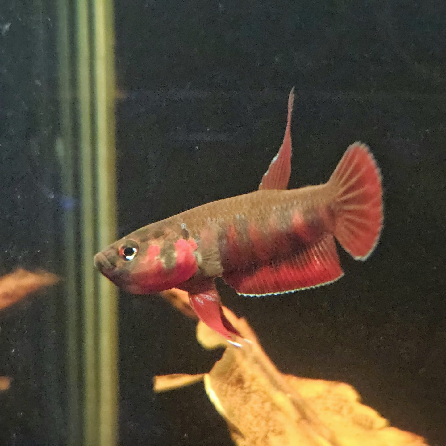 Betta Rubra by Iven Betta