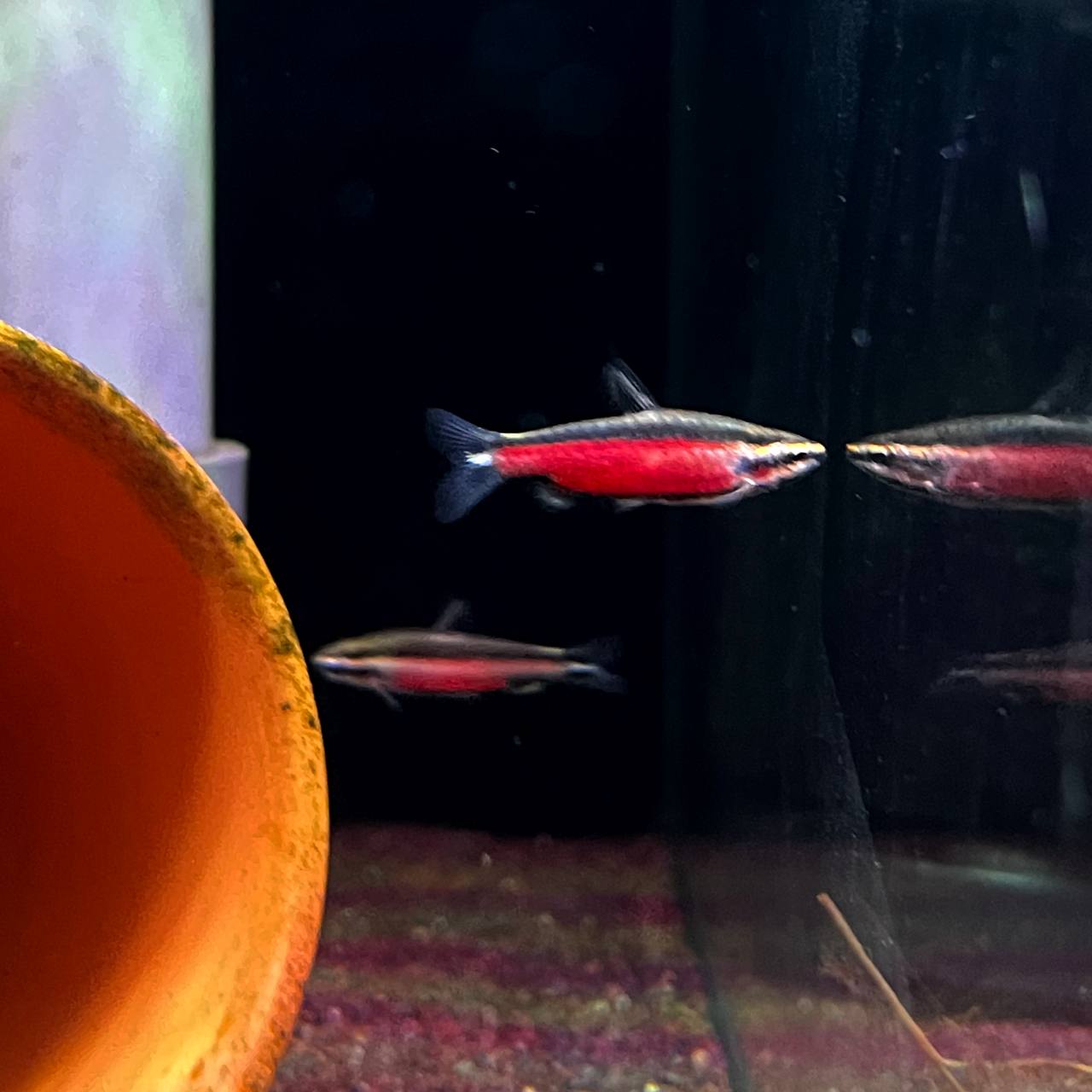 Nannostomus sp. ‘Super Red Cenepa’ by Iven Betta