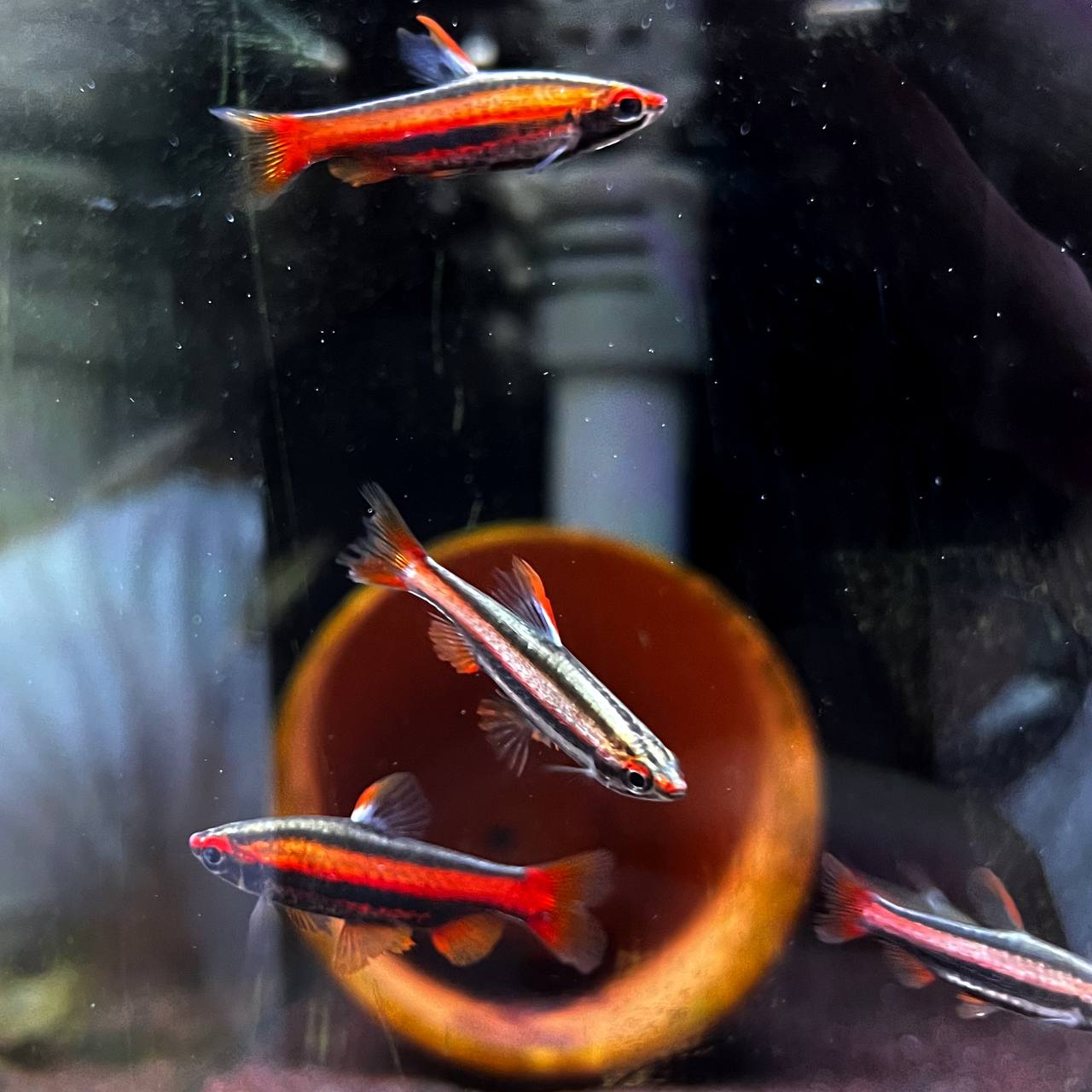 Nannostomus Mortenthaleri by Iven Betta