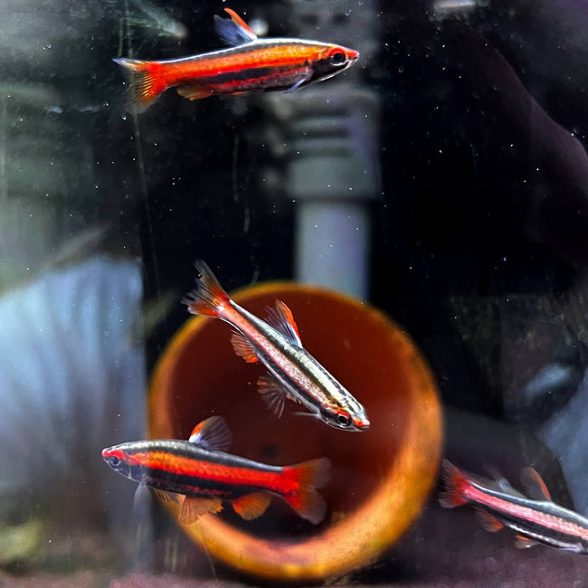 Nannostomus Mortenthaleri by Iven Betta