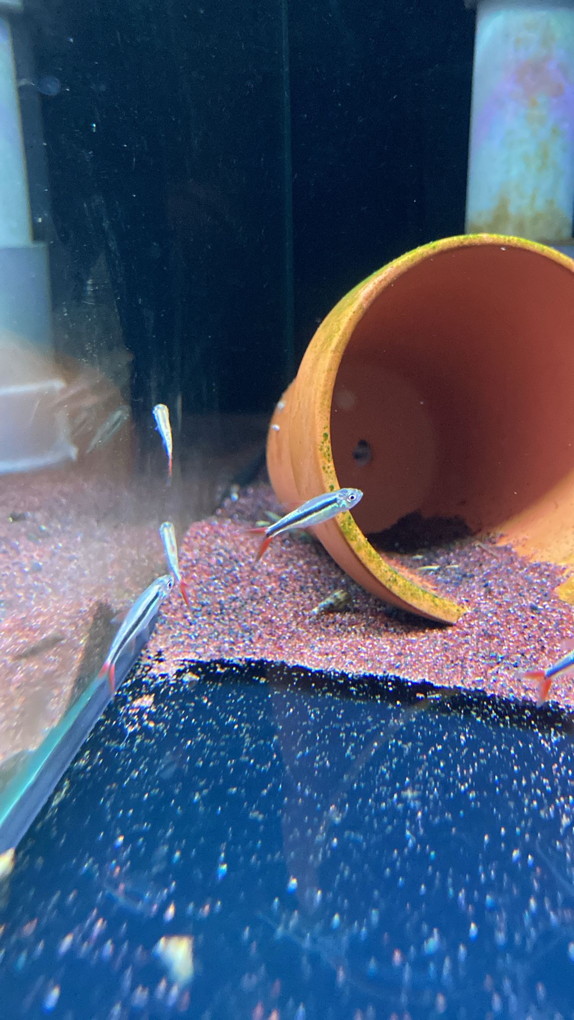 Thayeria sp. Red Tail Penguin by Iven Betta