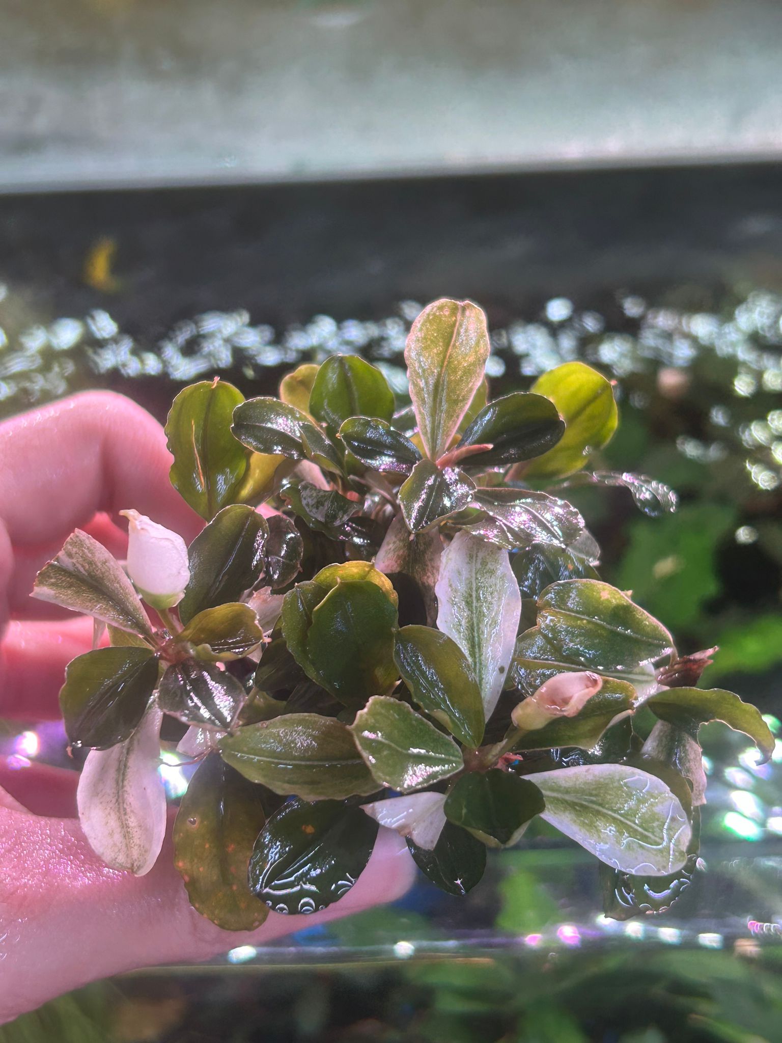 Bucephalandra sp. 'Pink Malawi' by Iven Betta