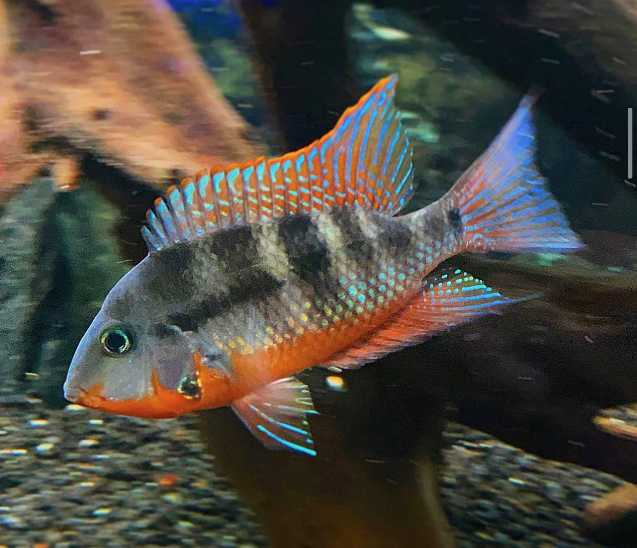 Thorichthys Meeki by Iven Betta