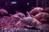 Corydoras Pantanalensis C005 (Pair) by Iven Betta