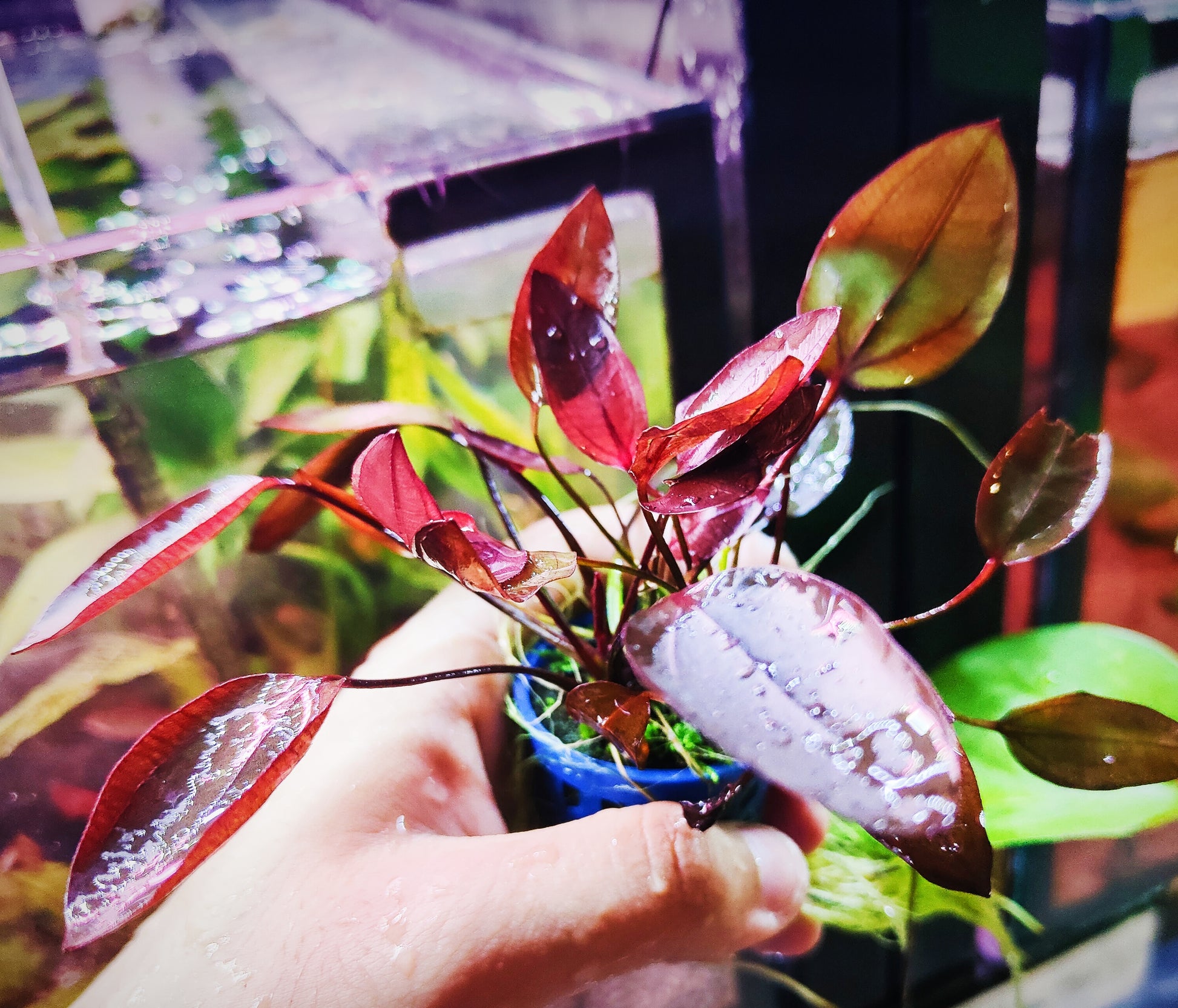 Echinodorus Aflame by Iven Betta