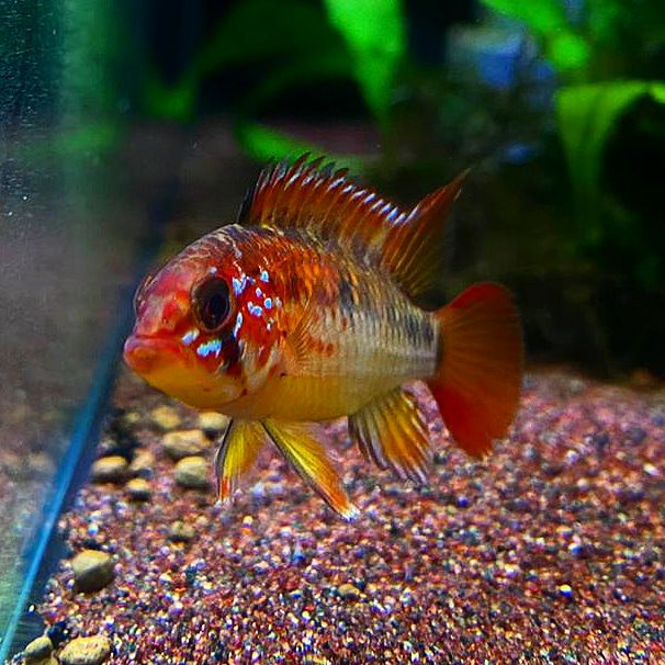 Apistogramma Macmasteri by Iven Betta