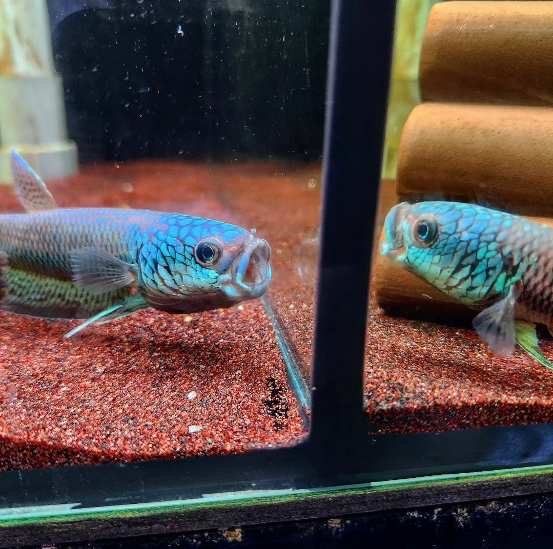 Betta sp. Antuta by Iven Betta