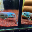 Betta sp. Antuta by Iven Betta