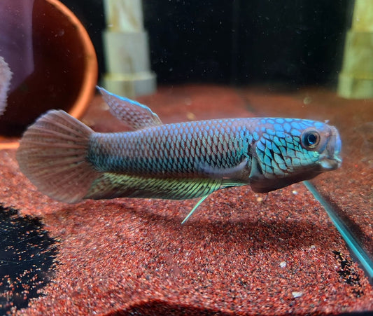 Betta sp. Antuta by Iven Betta