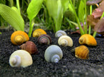 Pomacea Bridgesii by ivenbetta