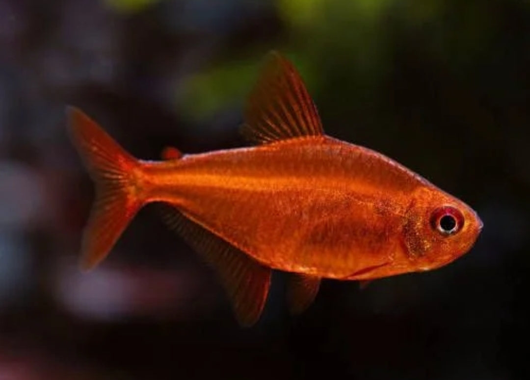 Hyphessobrycon sp. Muzel Red Cherry by Iven Betta