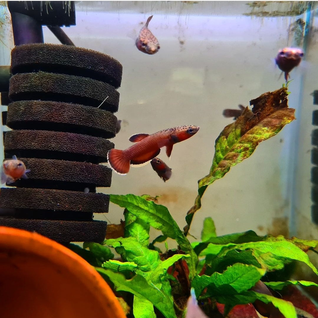 Betta Albimarginata by Iven Betta