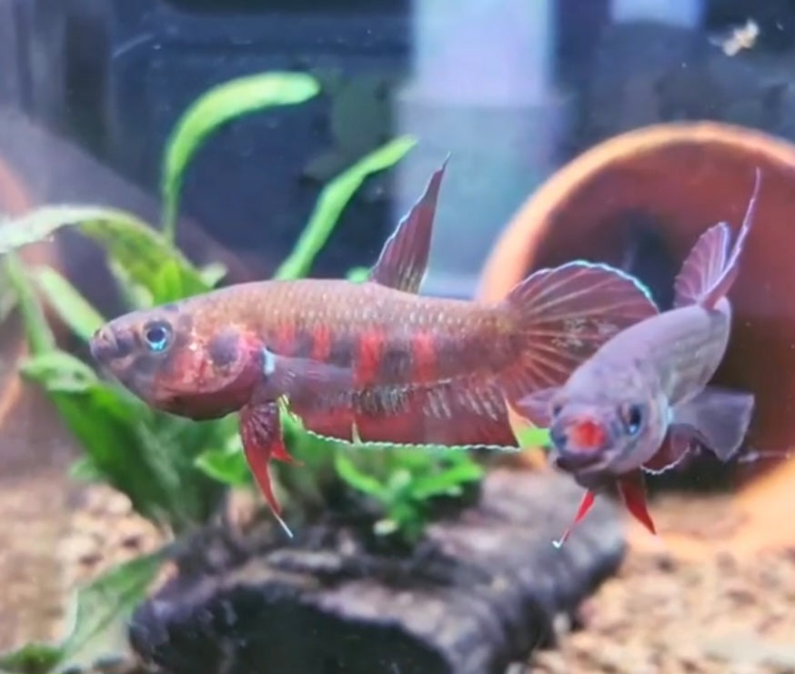 Betta Rubra by Iven Betta