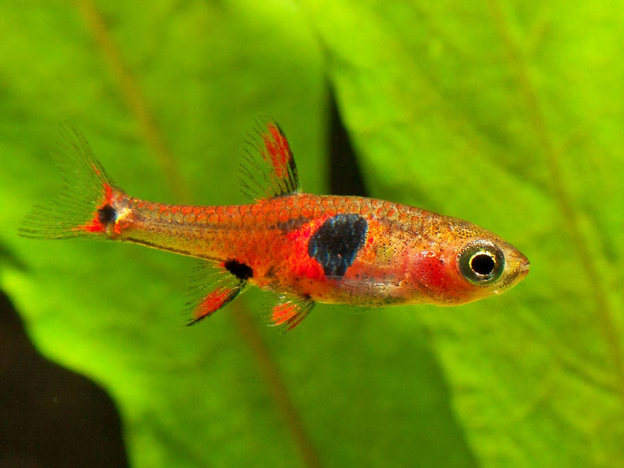 Boraras Naevus by Iven Betta