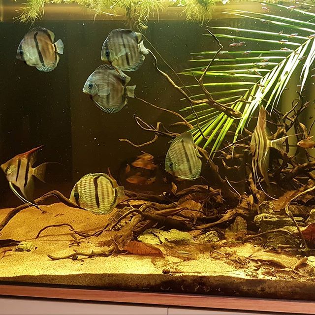 Planted aquarium with discus fish