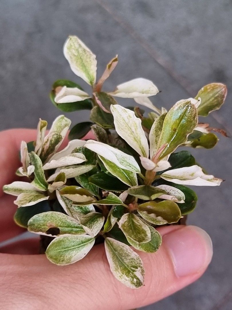 Bucephalandra sp. 'Pink Malawi' by Iven Betta