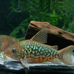 Corydoras Pantanalensis C005 (Pair) by Iven Betta
