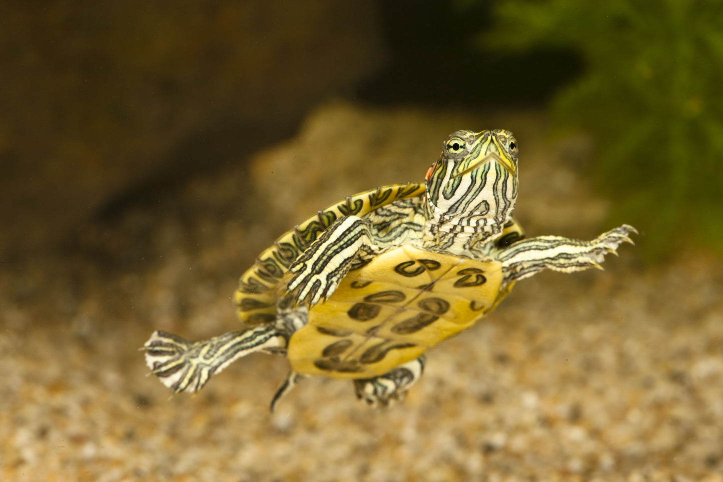 Trachemys Scripta Elegans "RES" by ivenbetta