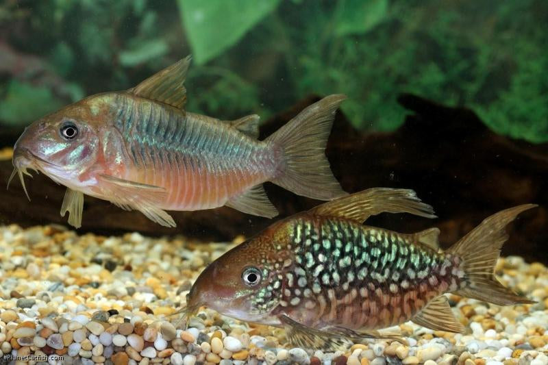 Corydoras Pantanalensis C005 (Pair) by Iven Betta