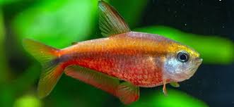 Hyphessobrycon Notidanos "Red" by Iven Betta