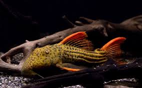 Pseudacanthicus Pirarara L25 by Iven Betta