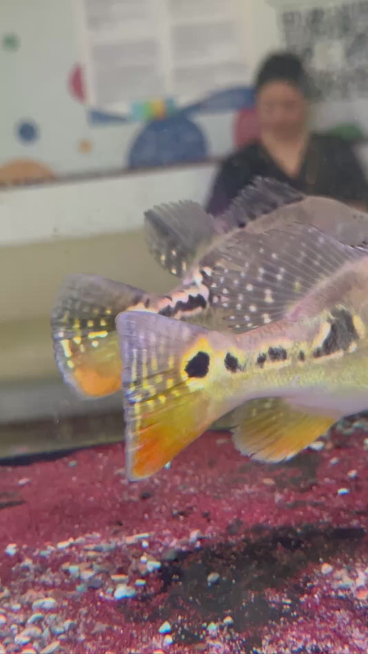 Cichla Orinocensis