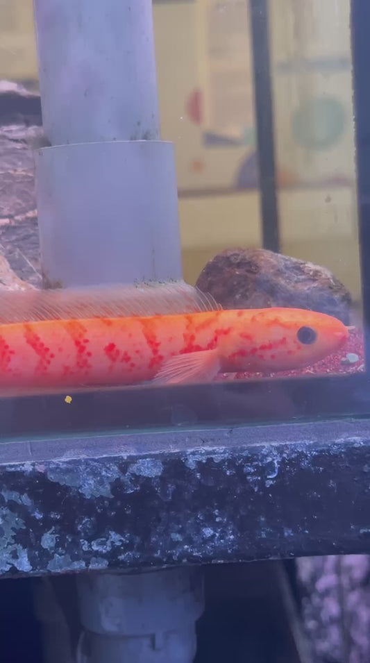Channa Asiatica 'Xanthic'