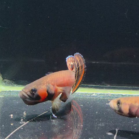Macrostoma Male (IB094)