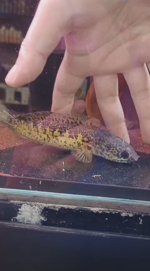 Channa Aurantimaculata "Short Body" #06