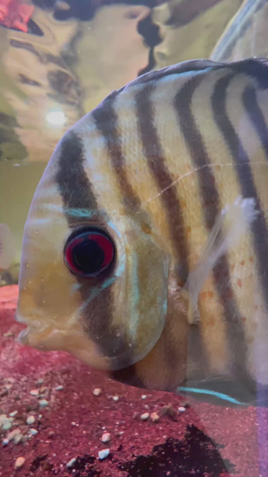 Symphysodon Tarzoo "Tefé Red Spotted Green"