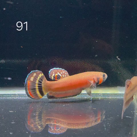 Macrostoma Male (IB091)