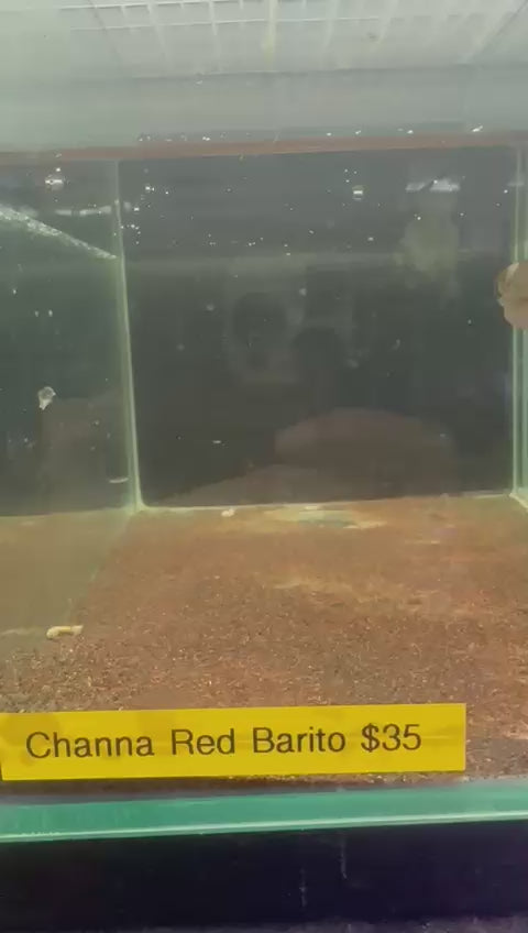 Channa sp. Red Barito