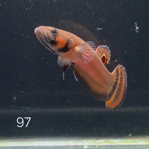 Macrostoma Male (IB097)